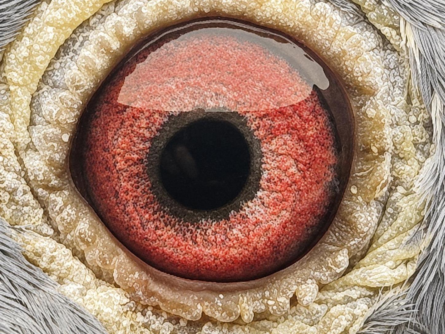 Pigeon eye